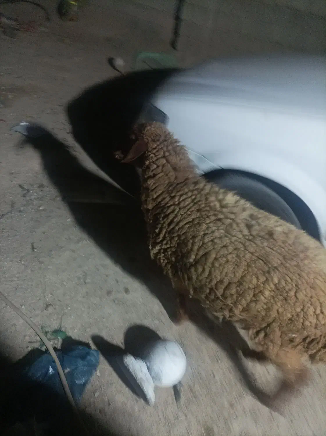 گوسفند|حیوانات مزرعه|هندیجان, |دیوار