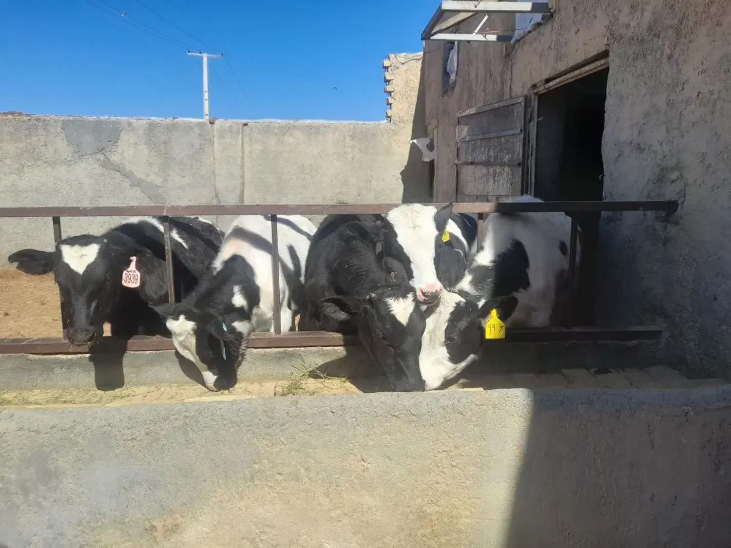 گوساله|حیوانات مزرعه|ساروق, |دیوار