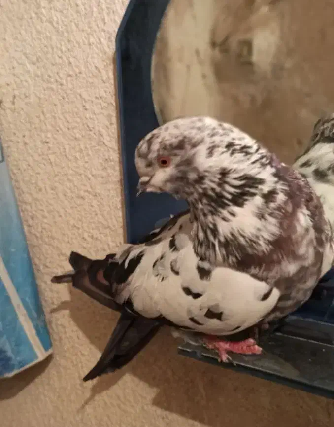 یک جفت کبوتر ماده زور دار|پرنده|ایوان, |دیوار