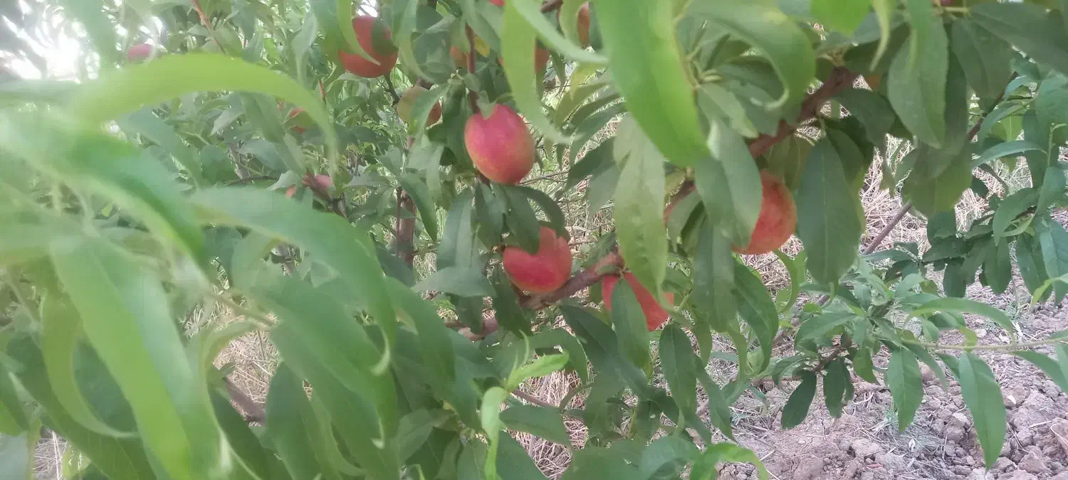 باغ|فروش زمین و ملک کلنگی|سرخنکلاته, |دیوار