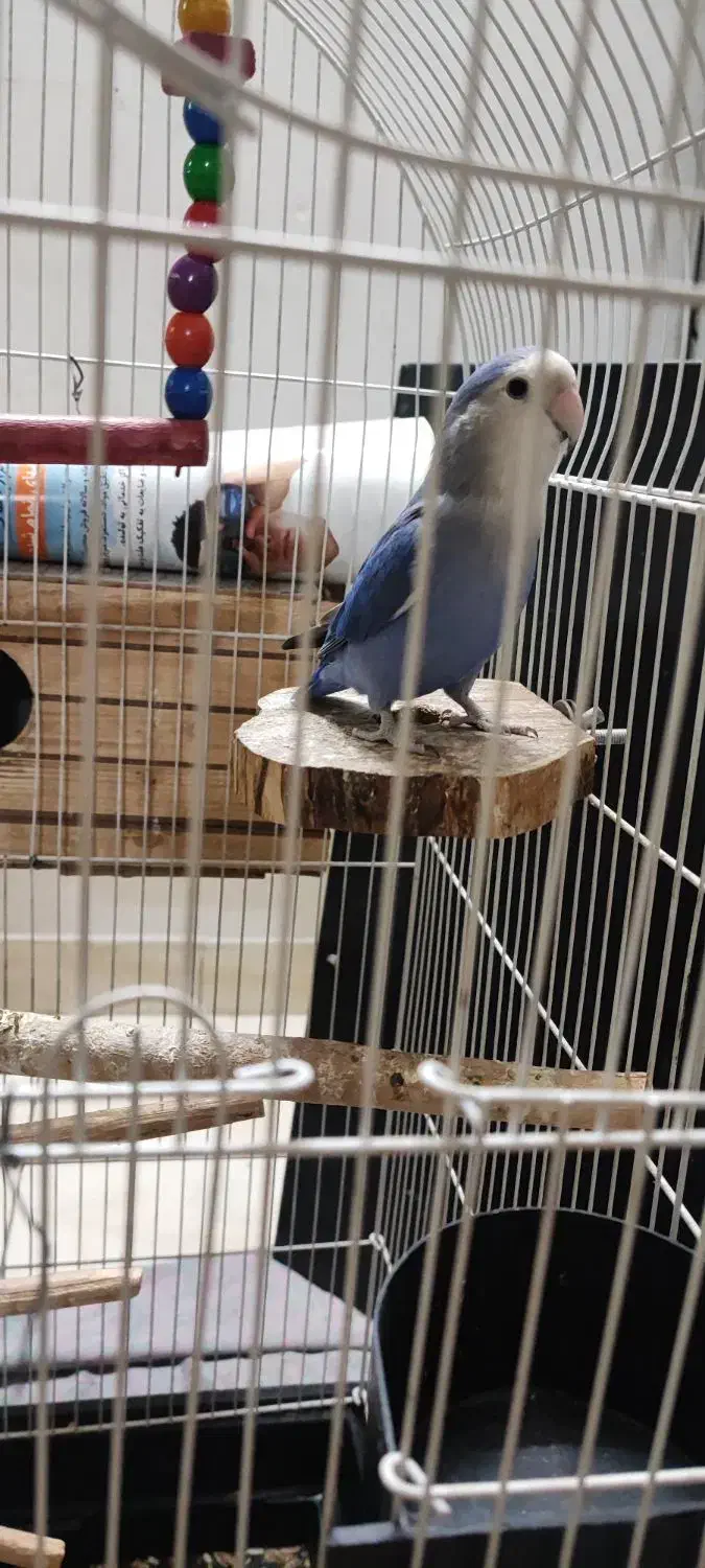 طوطی برزیلی|پرنده|ری, سیزده آبان|دیوار