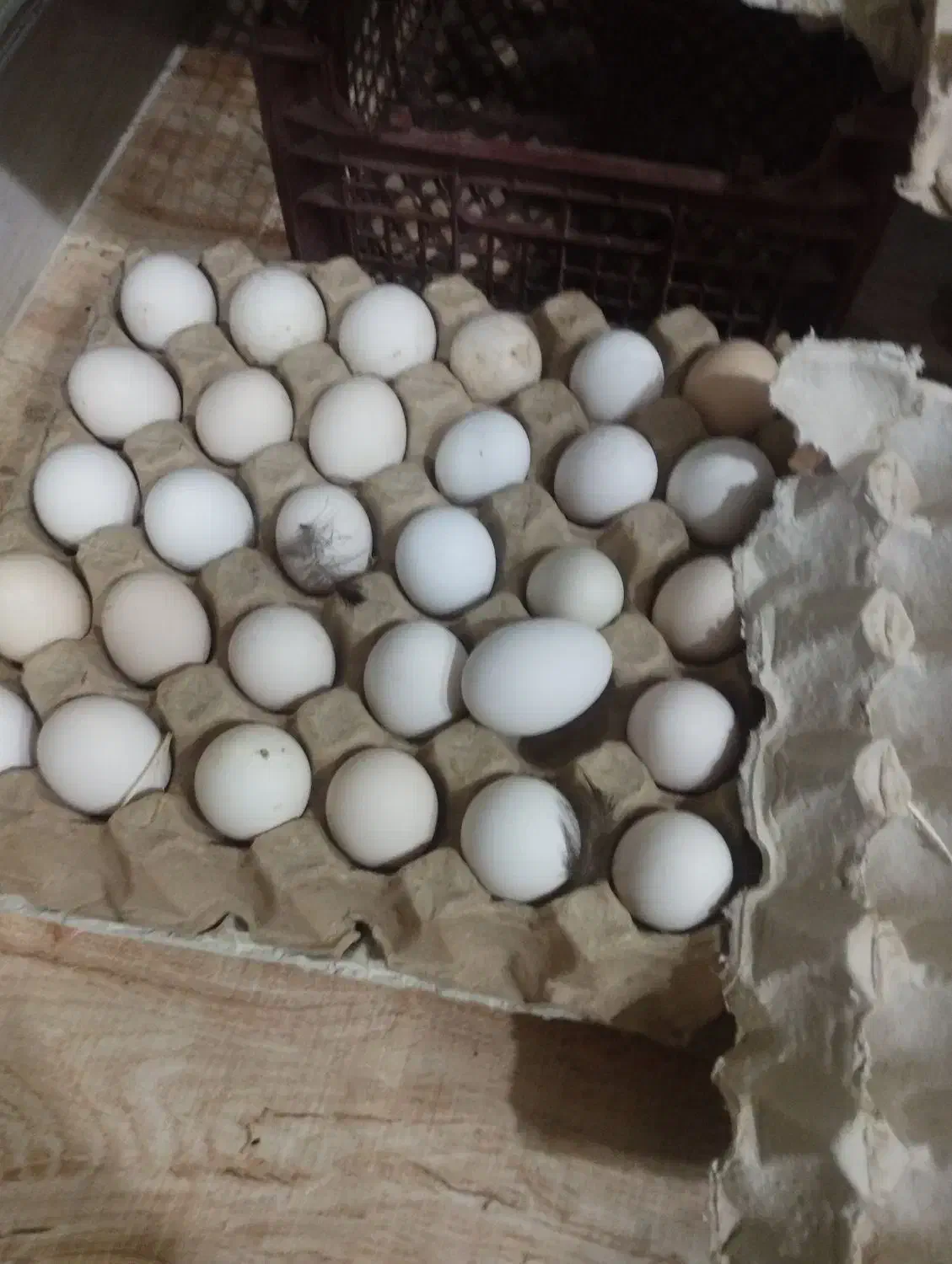 تخم مرغ محلی نطفه دار|حیوانات مزرعه|کاکی, |دیوار