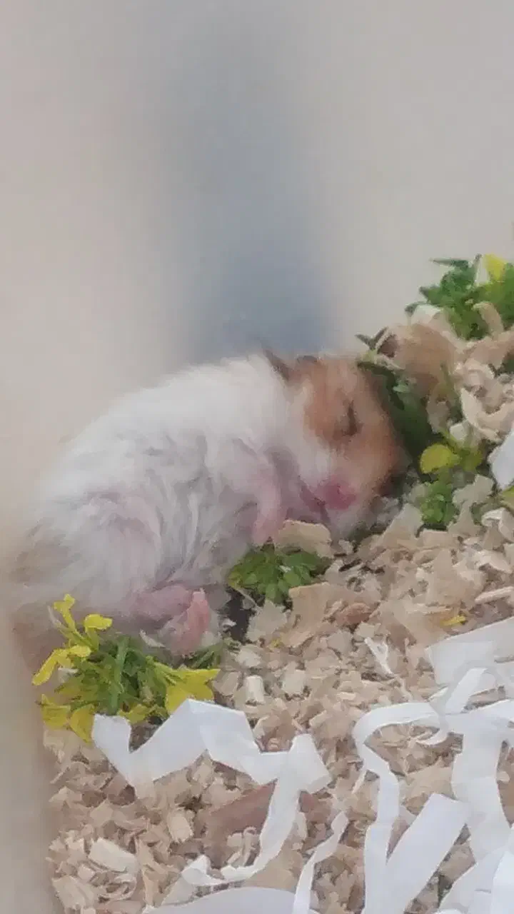 فروش همستر|موش و خرگوش|ساوه, |دیوار