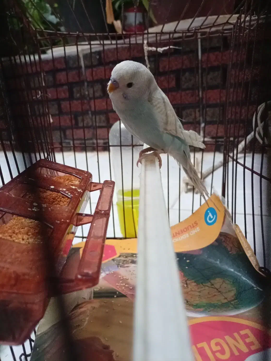 مرغ عشق دسی|پرنده|داراب, |دیوار