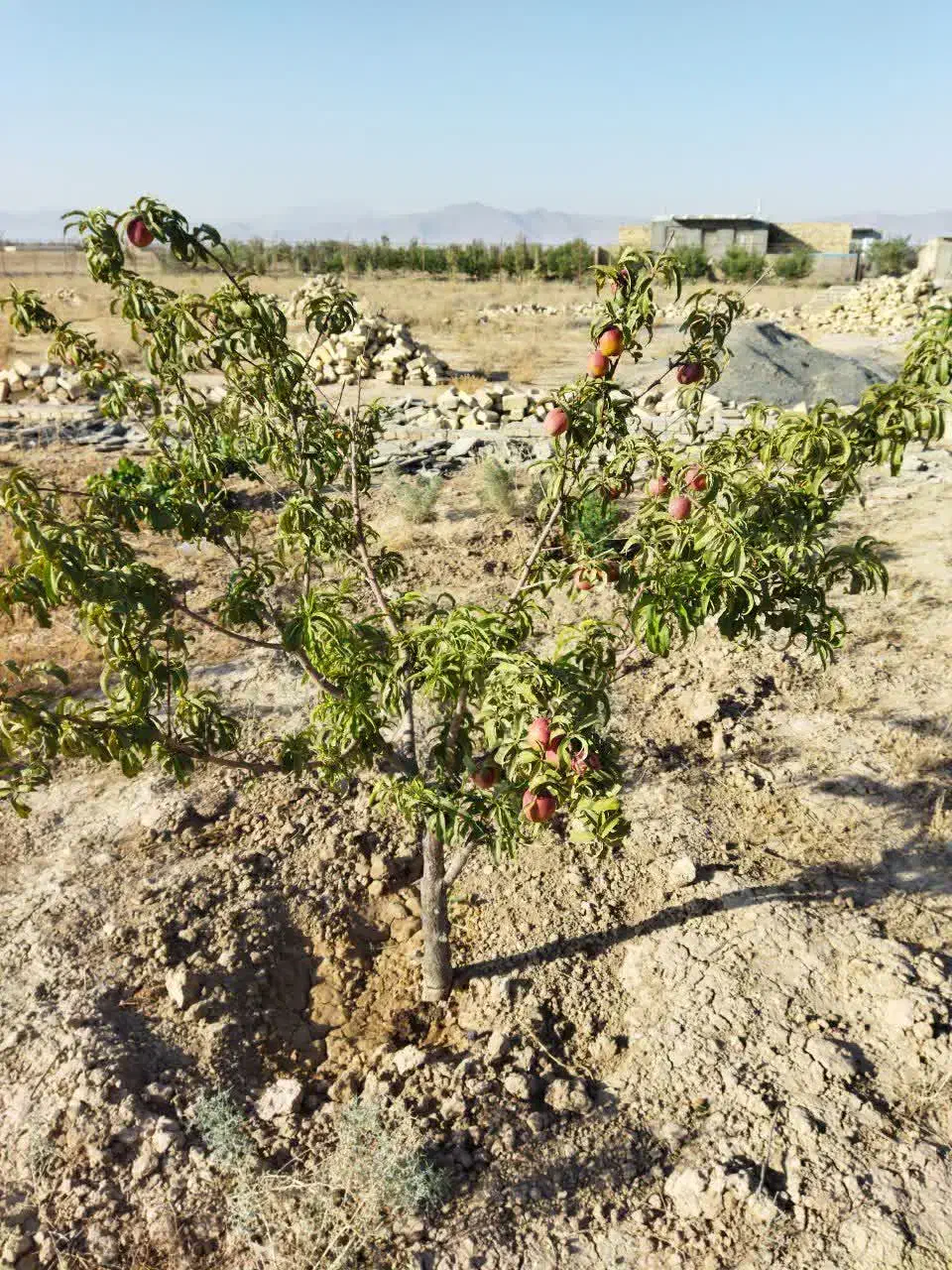 باغ|فروش دفتر صنعتی، کشاورزی، تجاری|اراک, |دیوار