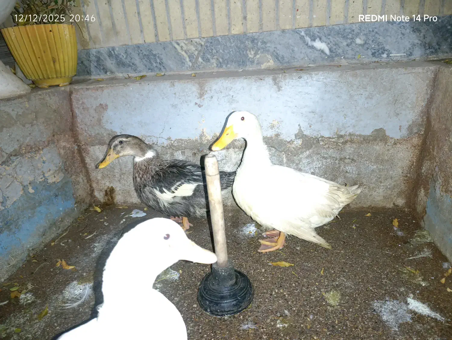 اردک بالغ و بزرگ|حیوانات مزرعه|شاهینشهر, سعدی شمالی|دیوار