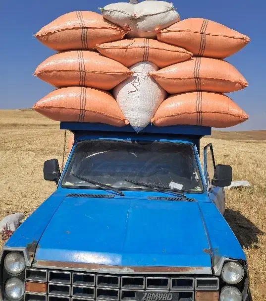 کاهکاه در کیسه های کوچک|خدمات باغبانی و درختکاری|املش, |دیوار