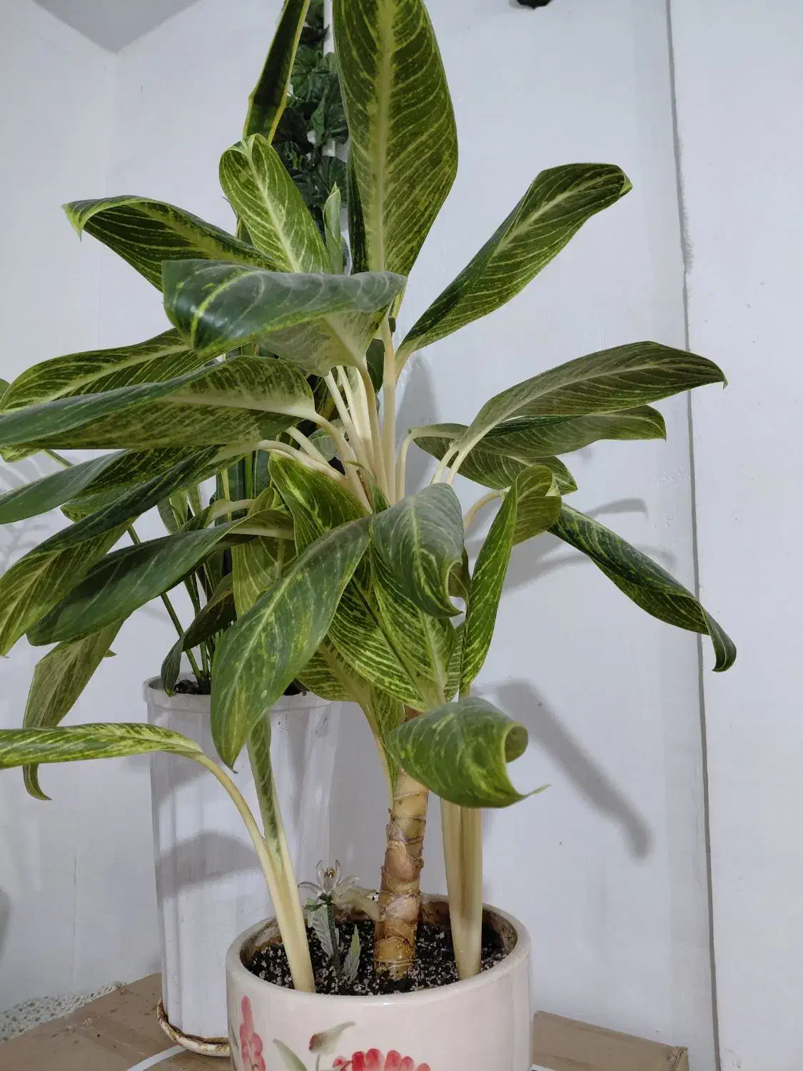 گل و گیاه آپارتمانی|گل و گیاه طبیعی|بندر ماهشهر, |دیوار