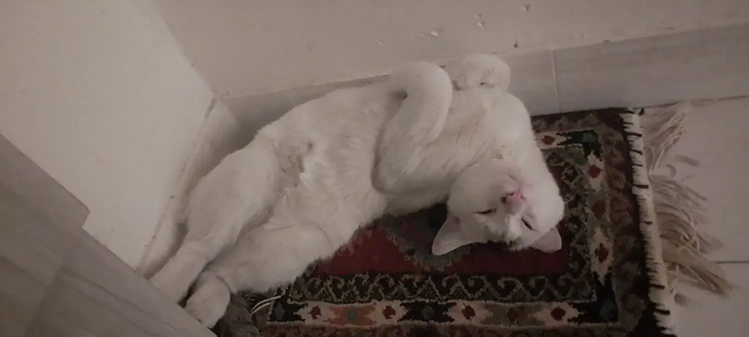 واگذاری گربه سفید|گربه|ری, شهادت|دیوار