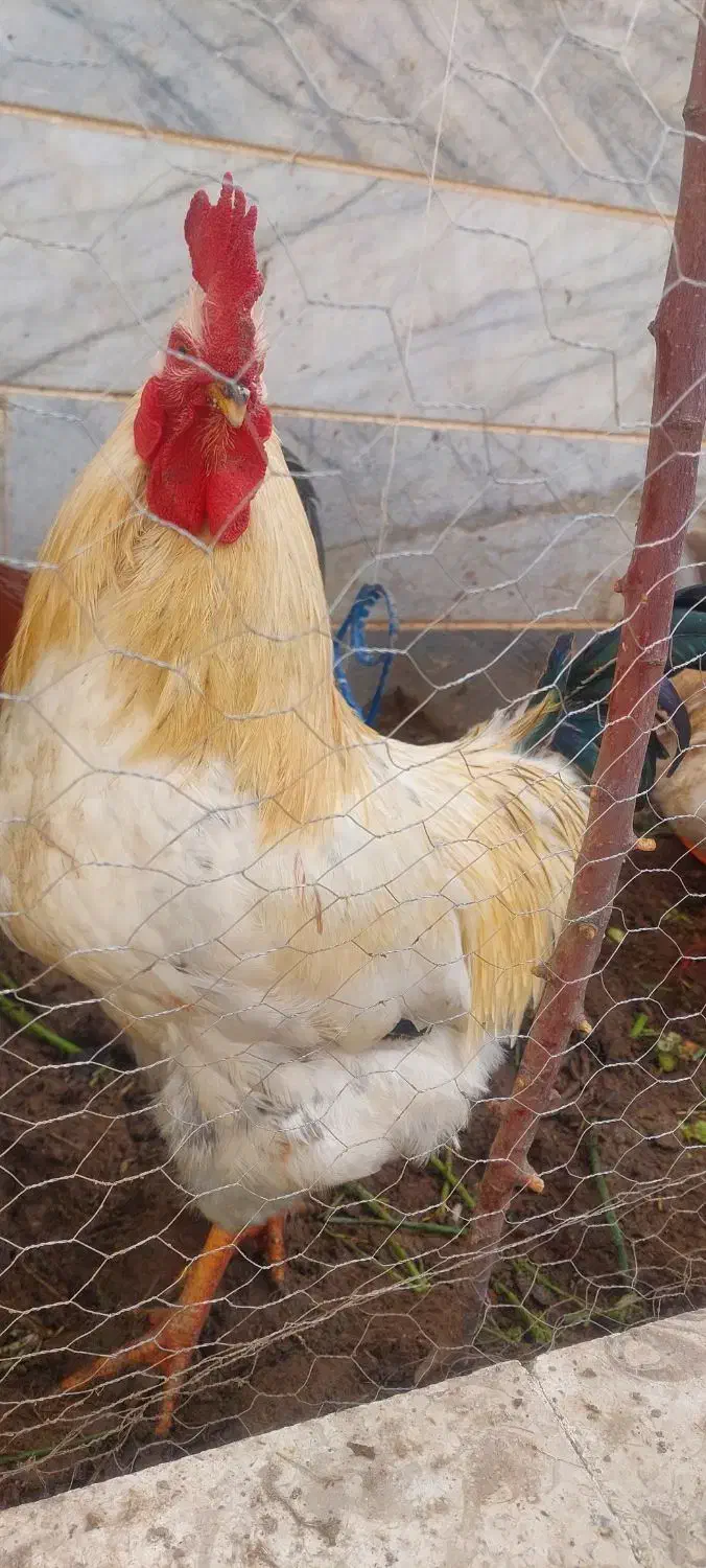 خروس|حیوانات مزرعه|مراغه, |دیوار