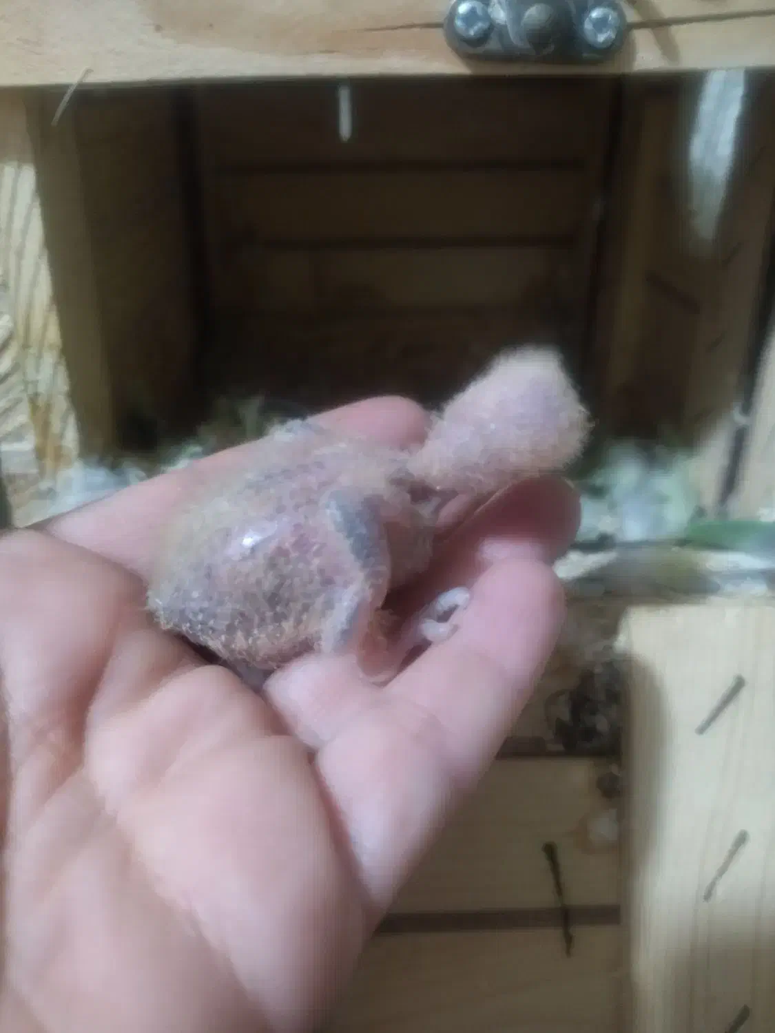 طوطی برزیلی جم|پرنده|جم, |دیوار