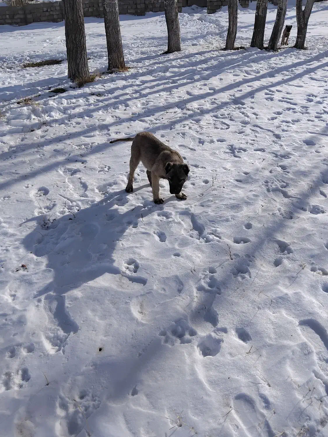 سگ گانگال به|سگ|ماکو, |دیوار