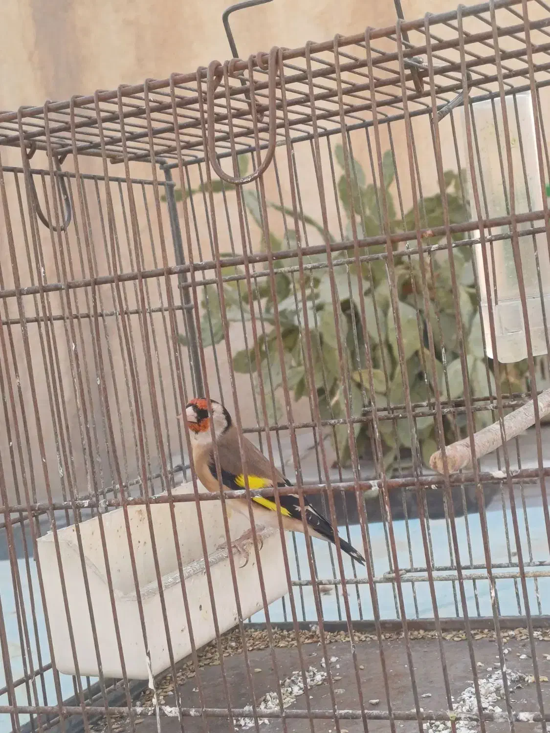 سهره|پرنده|تهران, شیوا|دیوار