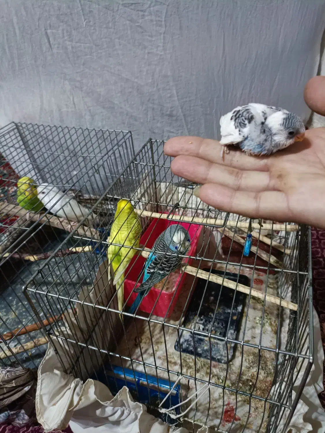 دوجفت مرغ عشق با یه عدد جوجه|پرنده|کبودرآهنگ, |دیوار