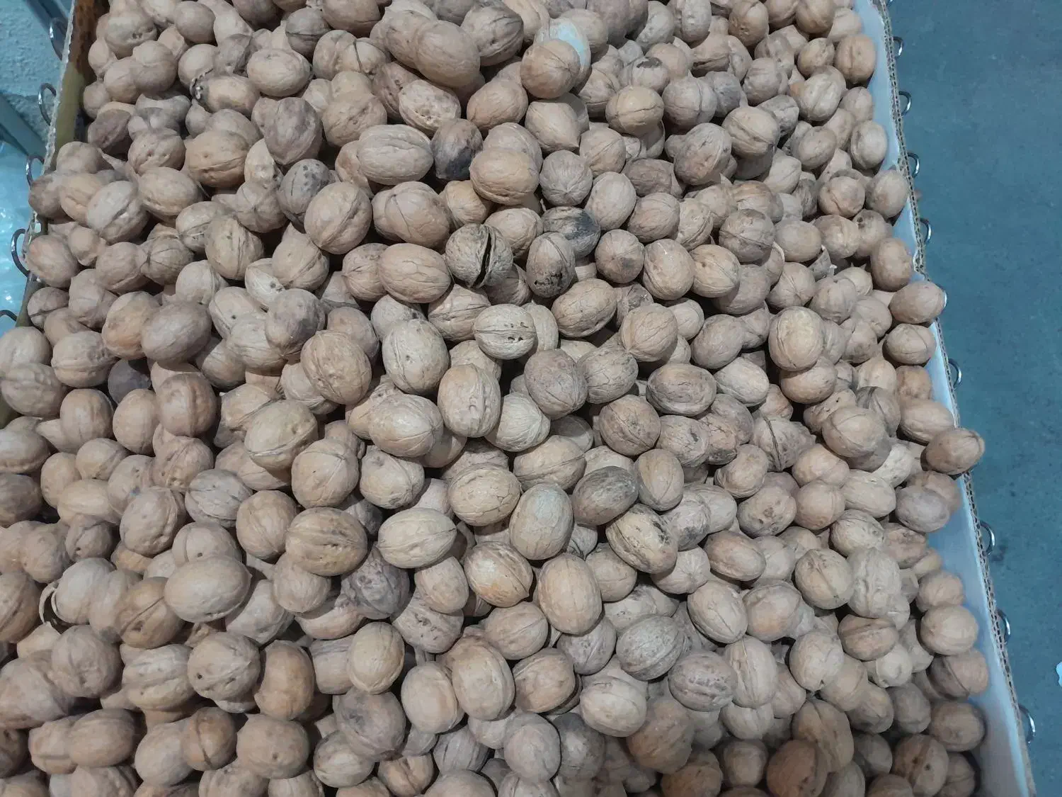 گردو|خوردنی و آشامیدنی|سیمکان, |دیوار