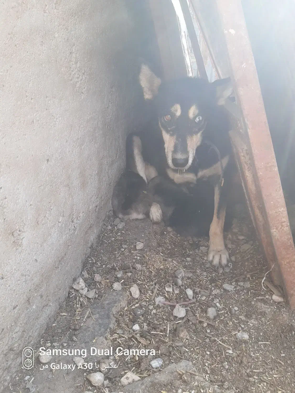 سگ دورگ هاسکی و گرگی|سگ|صادق آباد, |دیوار