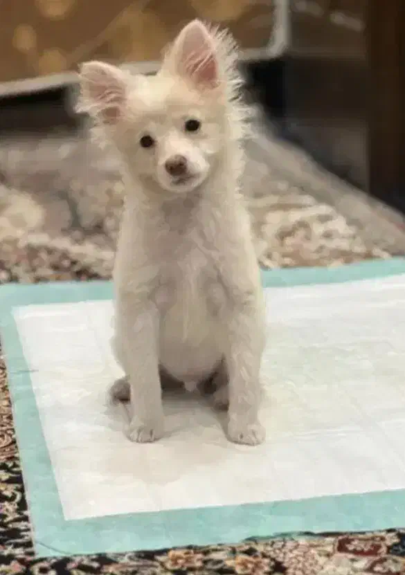 سگ نر|سگ|مشهد, شهید مطهری|دیوار