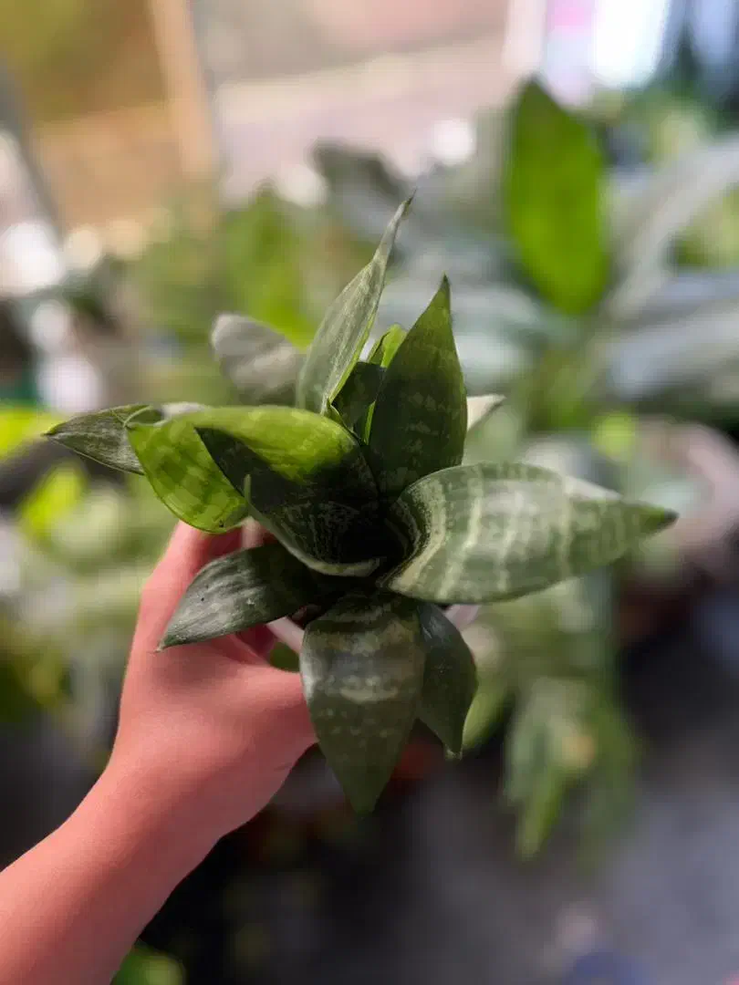 انواع گل های آپارتمانی|گل و گیاه طبیعی|رحیم‌آباد, |دیوار