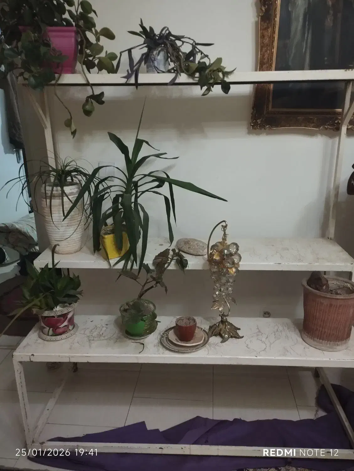 گلخانه آپارتمانی|کتابخانه، شلف، قفسههای دیواری|اندیشه, اندیشه فاز ۲|دیوار