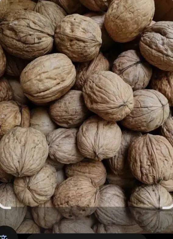 گردو خوب درجه یک|حراج|آزادشهر, |دیوار