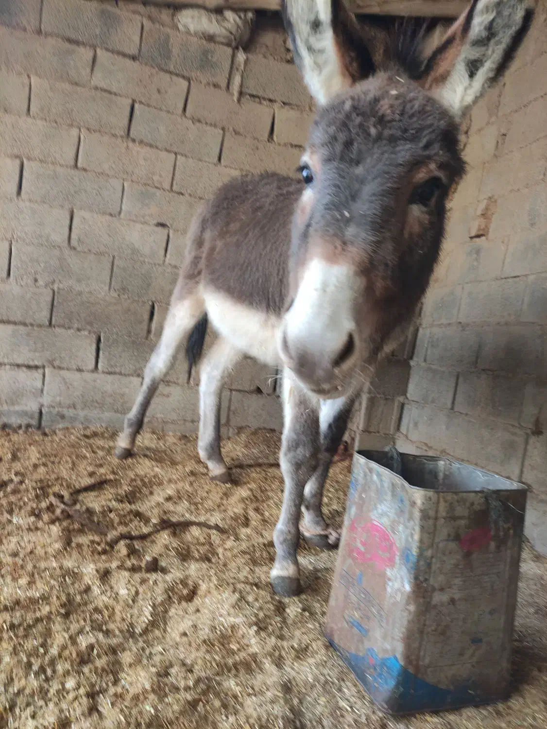 خر نر قیمت 8 ملیون الاغ گوسفندی چاق|حیوانات مزرعه|کلاله, |دیوار