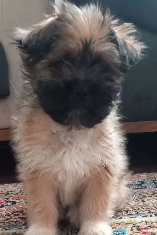 شیتزو فلت  ، بلک فیس|سگ|شاهین‌شهر, مخابرات (شهید بهشتی)|دیوار