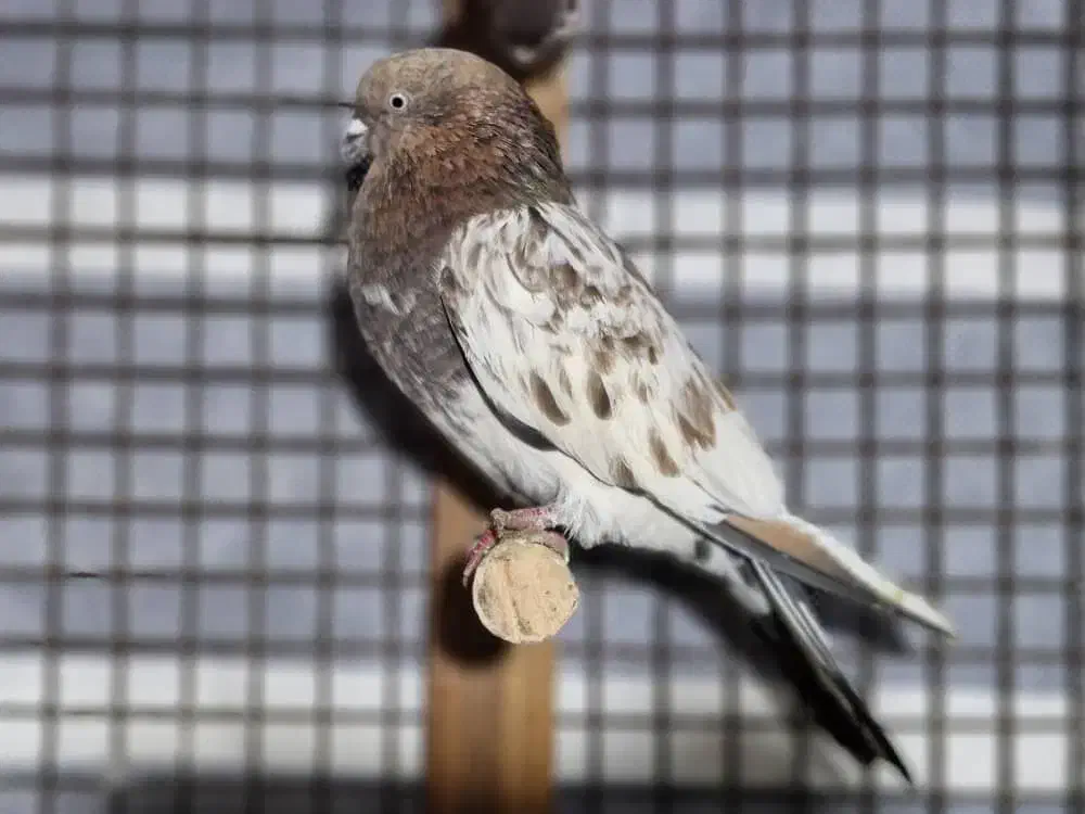 کبوتر|پرنده|یاسوج, |دیوار