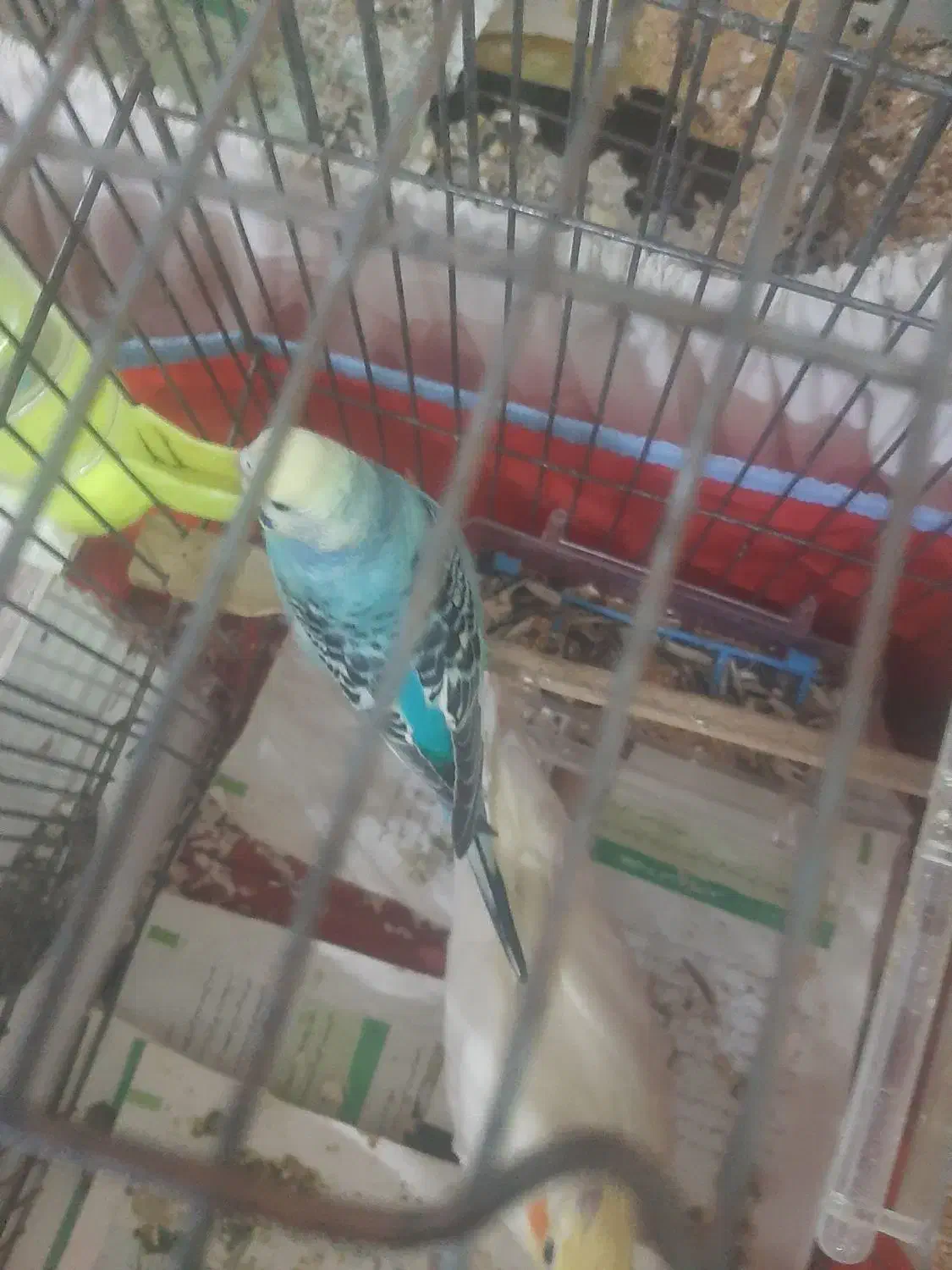 پرنده|پرنده|بجنورد, |دیوار