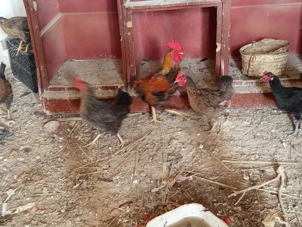 اهواز|حیوانات مزرعه|کارون, |دیوار