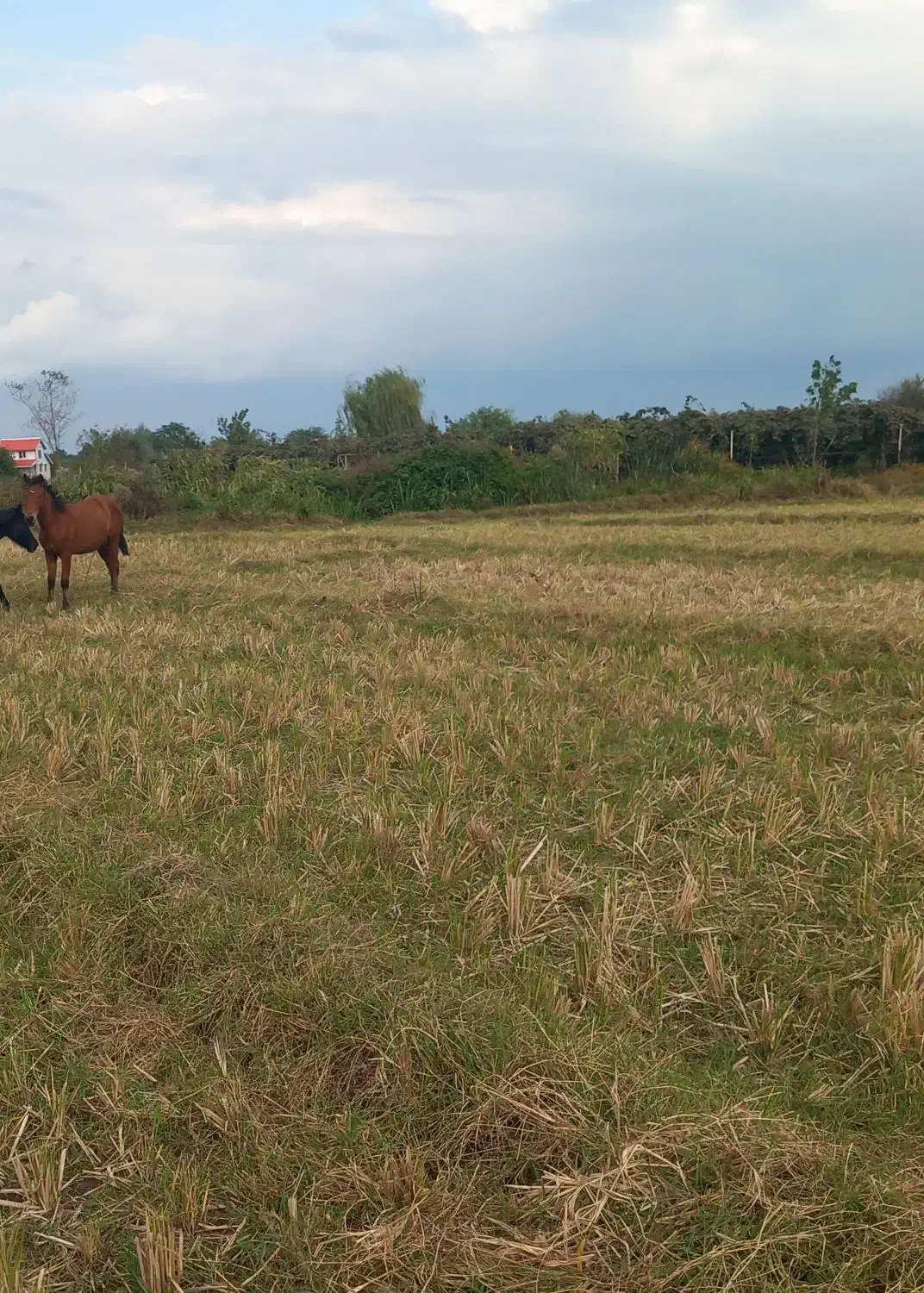 اسب|اسب و تجهیزات اسب‌سواری|لیسار, |دیوار