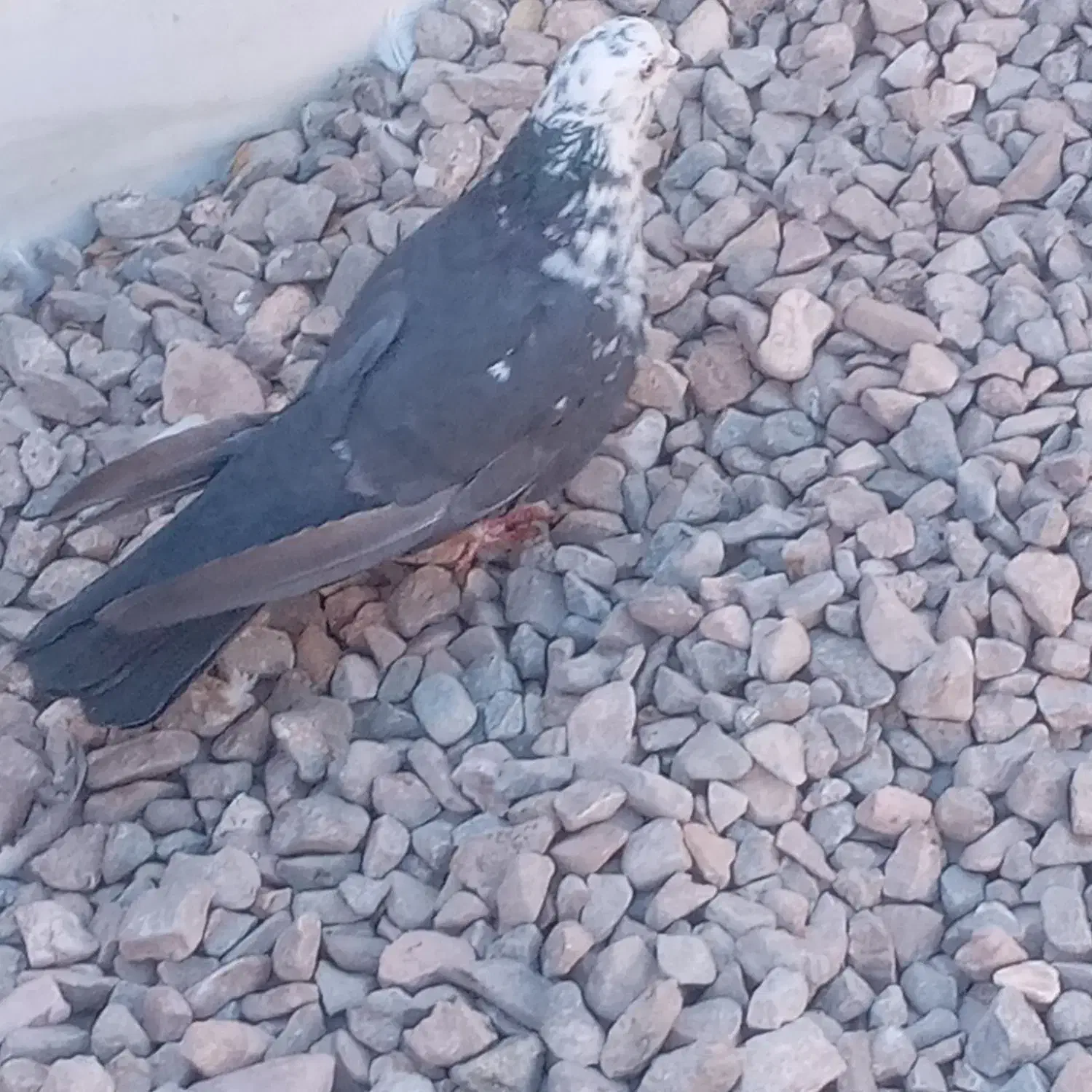 کفترکله برنجی|پرنده|اشکذر, |دیوار