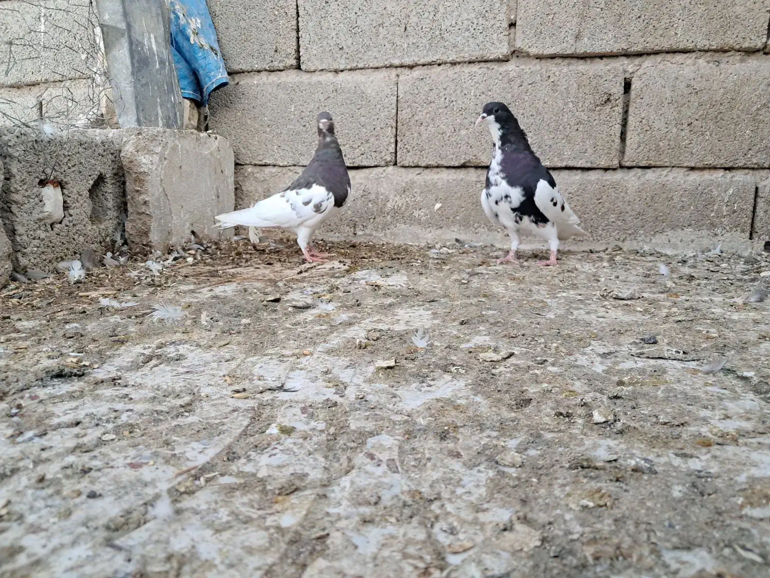 کبوتر شهری|پرنده|شیراز, شیخ علی چوپان|دیوار