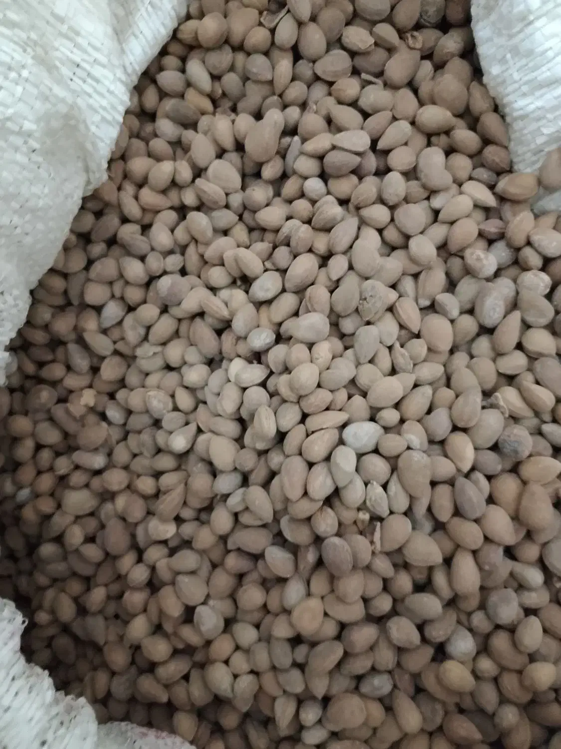 گدگ و هیره|خوردنی و آشامیدنی|سراوان, |دیوار