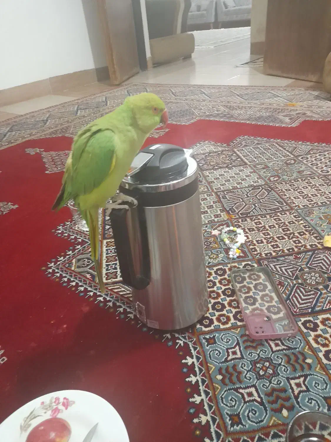 طوطی منگلو سخنگو سبز ماده|پرنده|ماهان, |دیوار