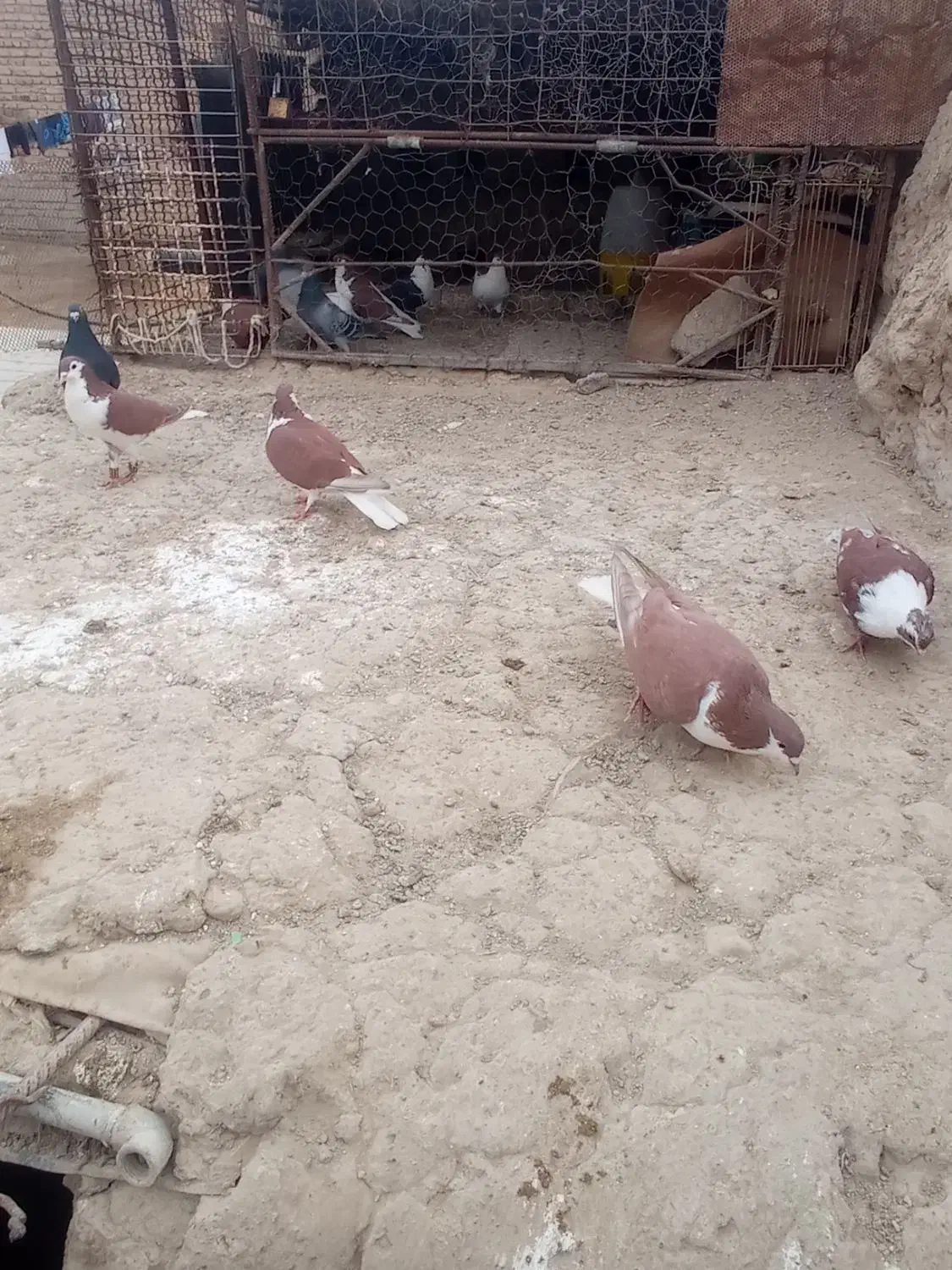 چند لنگ کبوتر   رنگه|پرنده|هامون, |دیوار