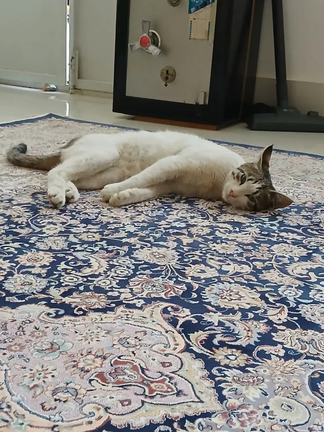 گربه گم شده|حیوانات|سبزوار, هویزه|دیوار