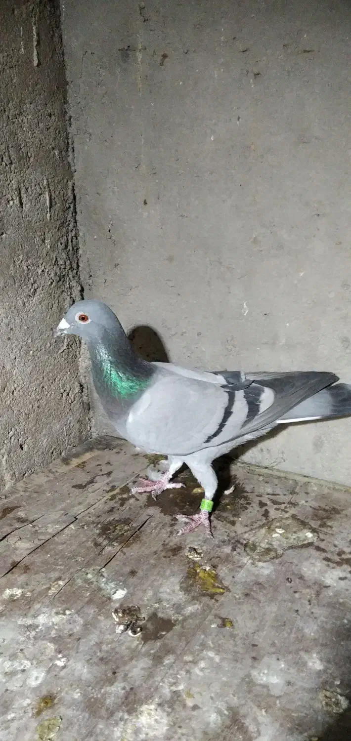 مسافتی نامبروان|پرنده|دزفول, |دیوار