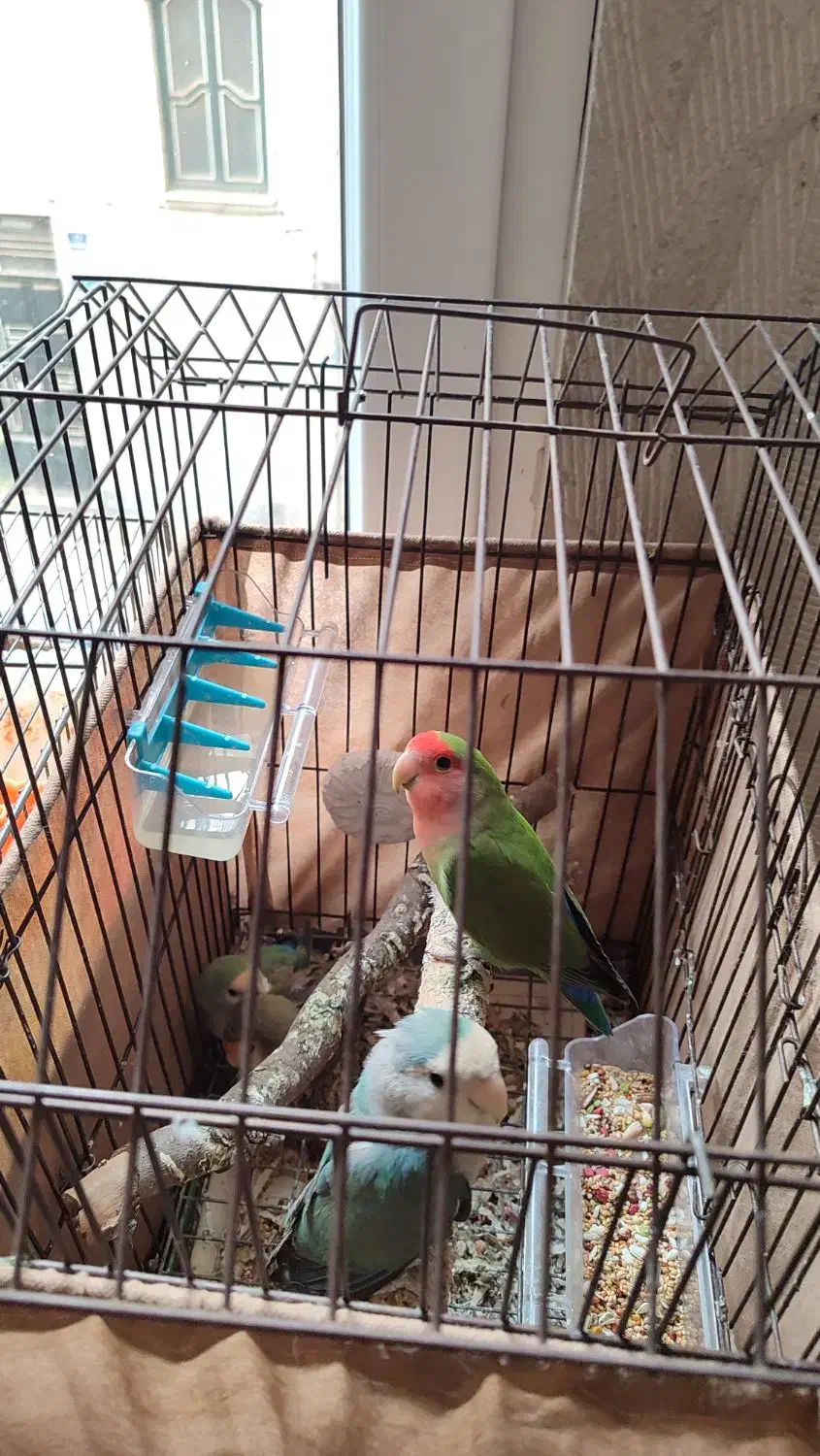 عروس هلندی طوطی برزیلی|پرنده|ری, اقدسیه|دیوار