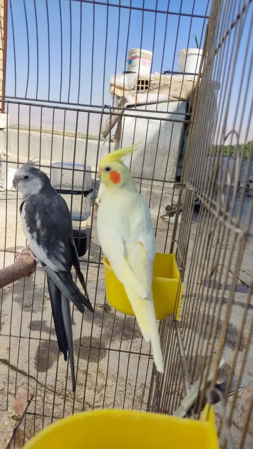 یک جفت عروس هلندی مولد|پرنده|بروجرد, |دیوار