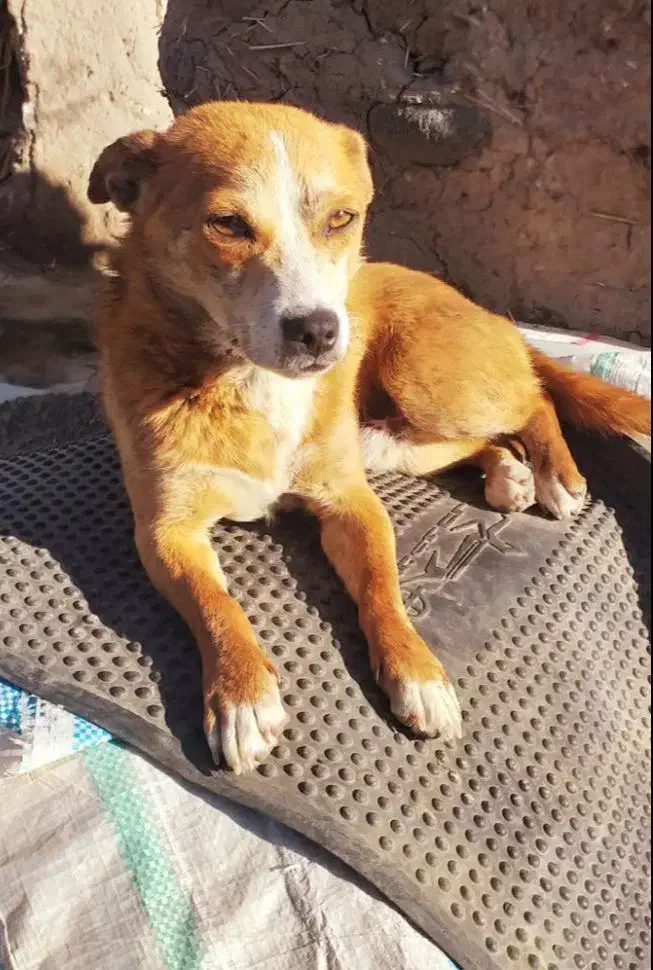 سگ پاکوتا|سگ|اردبیل, |دیوار