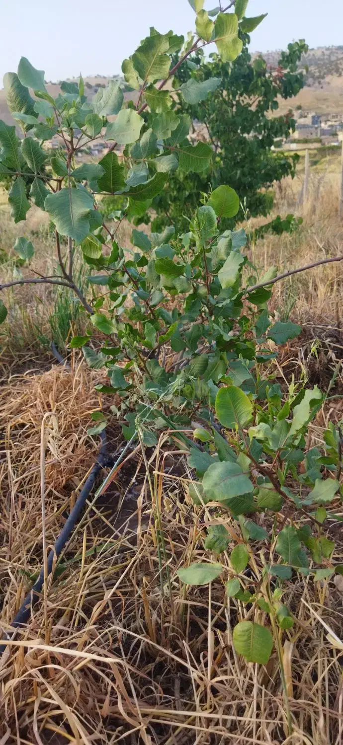 باغ 1500متری،معاوضه با خودرو|فروش زمین و ملک کلنگی|کارزان, |دیوار