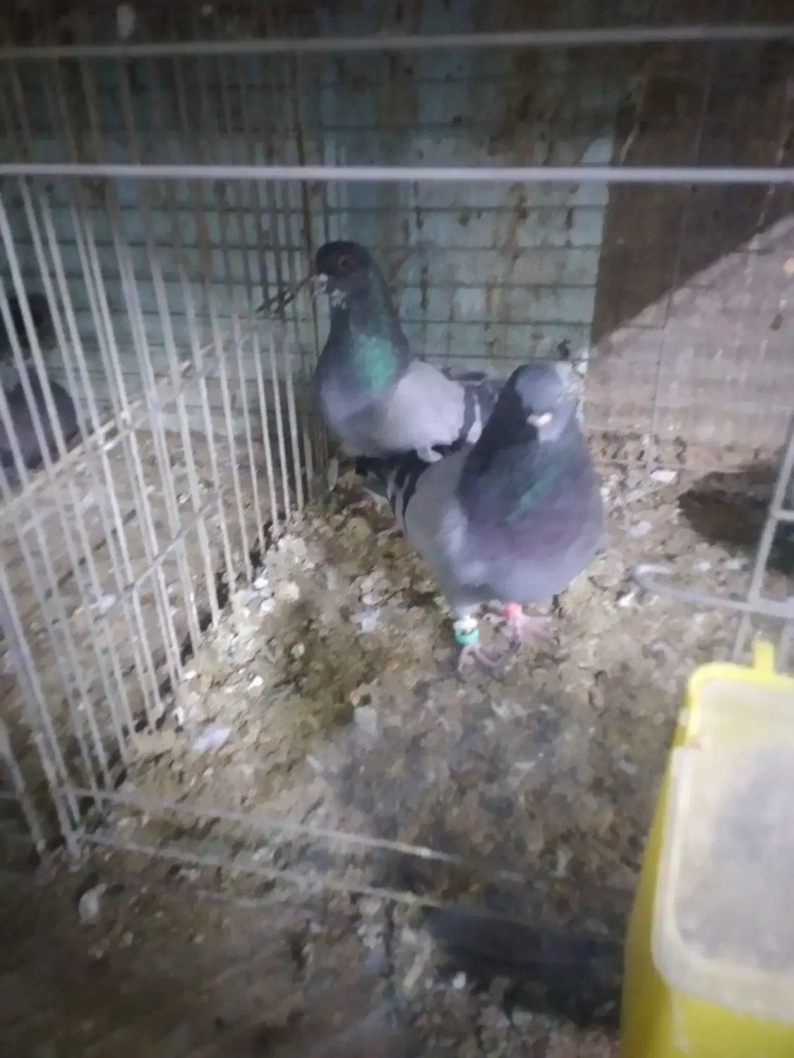 حیوانات پرنده|پرنده|قشم, |دیوار