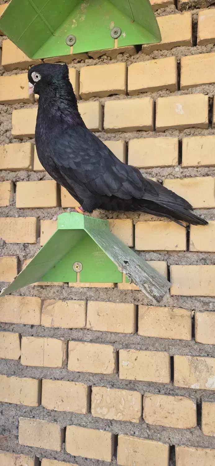 زاغ آبادانی عروسک|پرنده|آبادان, |دیوار