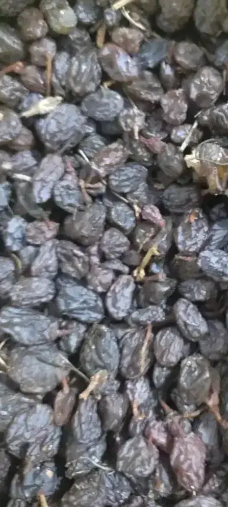 فروش|خوردنی و آشامیدنی|میاندوآب, |دیوار