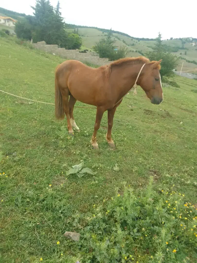 اسب|اسب و تجهیزات اسبسواری|کلاردشت, |دیوار