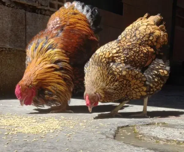 ویاندوت آمریکایی جی اس جی فول کیفیت|حیوانات مزرعه|اندیمشک, |دیوار