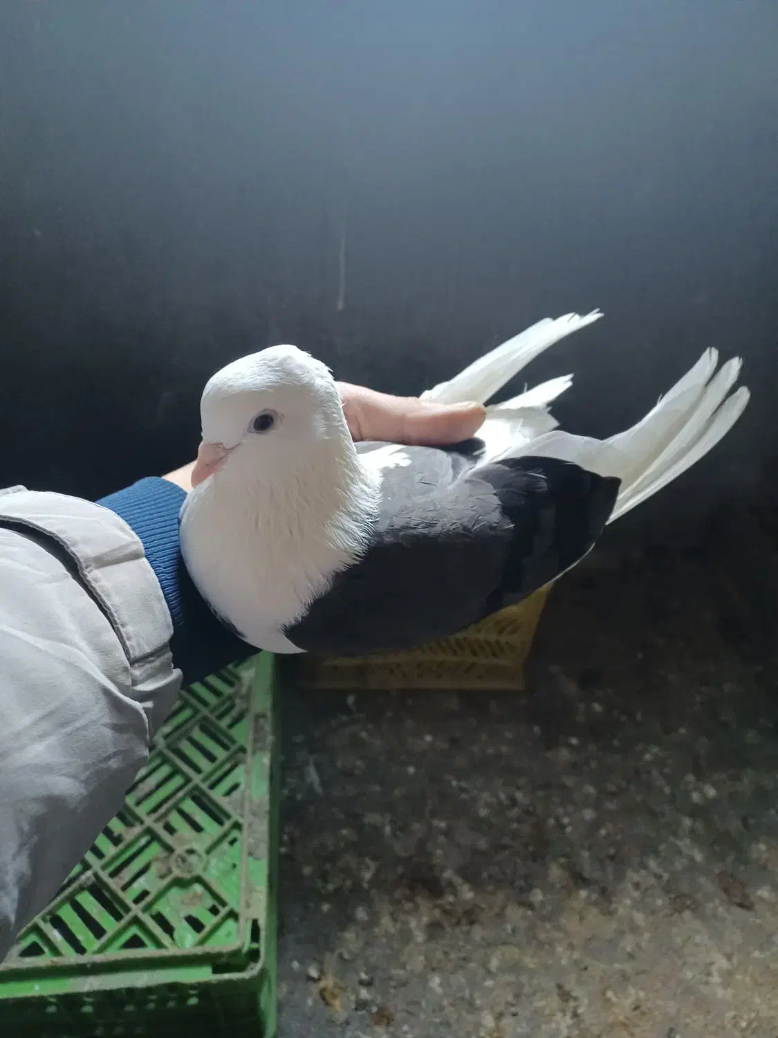 کبوتر پرشی|پرنده|رشت, جانبازان|دیوار