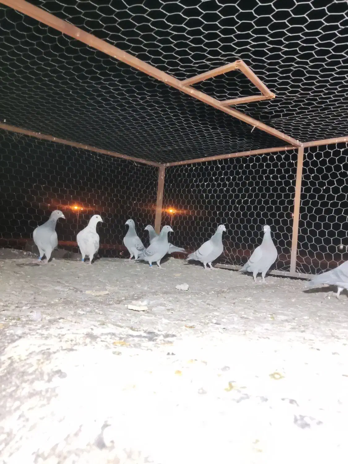 8عدد رنگ تاریک ،کفتر ،کبوتر|پرنده|رونیز, |دیوار