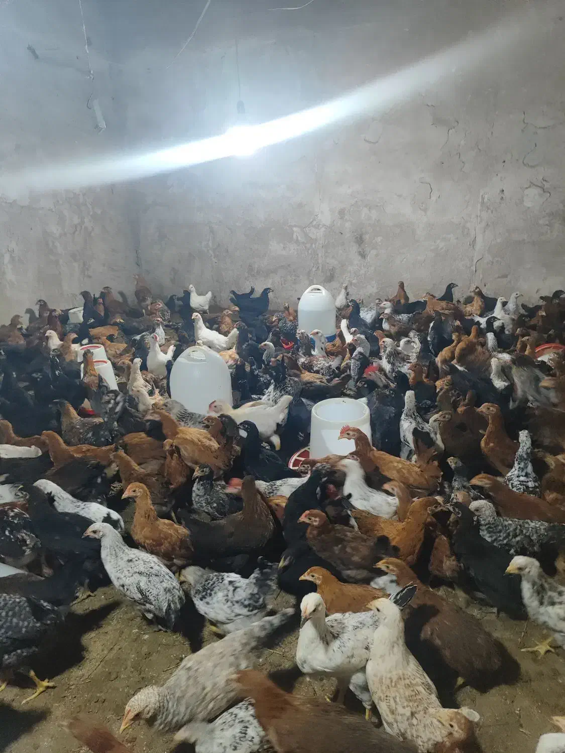 نیمچه مرغ|حیوانات مزرعه|گتوند, |دیوار