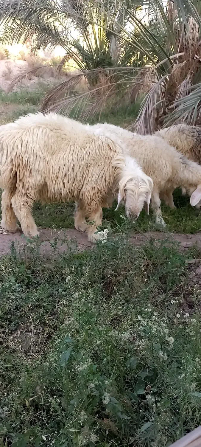 قوچ بختیاری بره|حیوانات مزرعه|جیرفت, |دیوار